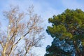 Two trees - deciduous and coniferous - against blue sky on sunny winter day. Sycamore and pine tree