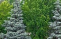 Two trees with distinct tonalities from green to fill all the framing.