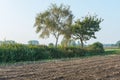 Two trees beside the edge of a corn stubble field Royalty Free Stock Photo
