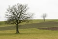 Two trees on a field