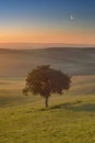 Two trees on a field during the sunrise and the moon in the sky Royalty Free Stock Photo