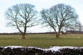 Two Trees in a Field Royalty Free Stock Photo