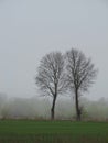 Two trees in the fog Royalty Free Stock Photo