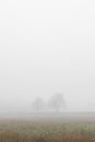 Two trees in fog Royalty Free Stock Photo