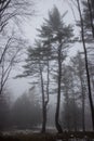 Two Trees in a Foggy Field