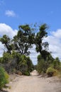 Two trees forming natural arch cross over road