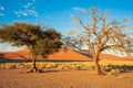 Two trees in front of huge orange dune in Namibia. Dune in Namib Desert, Namibia