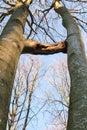 Two trees grown together, inosculation Royalty Free Stock Photo