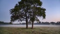 Two trees on a hill in autumn Royalty Free Stock Photo