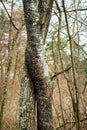 Two trees intertwined in the spring forest