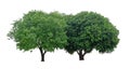 Two trees isolated, a couple of evergreen leaves plant die cut on white background with clipping path Royalty Free Stock Photo