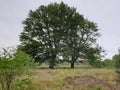 Two trees locates in the Netherlands Royalty Free Stock Photo
