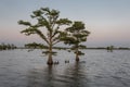 Two trees in middle of a lake deep in rural Louisiana at sunset