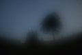 Two trees in the morning haze Royalty Free Stock Photo