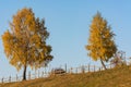 Two Trees near a Fence in Autumn Royalty Free Stock Photo