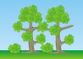 Two trees, oak, color vector illustration Royalty Free Stock Photo