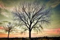 Two trees at the top of hill with colorful sunset.