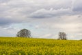 Two trees over a rapeseed field Royalty Free Stock Photo