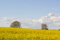 Two trees over a rapeseed field Royalty Free Stock Photo