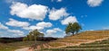 Two Trees in Paso Robles Wine Country Scenery Royalty Free Stock Photo