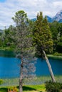 Two trees and Perito Moreno Lake Royalty Free Stock Photo