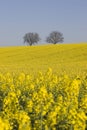 Two trees and rapeseed Royalty Free Stock Photo