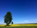 Two trees on rapeseed spring field landscape Royalty Free Stock Photo