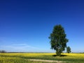 Two trees on rapeseed spring field landscape Royalty Free Stock Photo