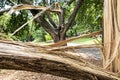 Two trees are splintered in half after severe storm Royalty Free Stock Photo