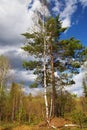 Two trees in the spring woods Royalty Free Stock Photo