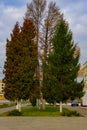 Two trees are spruce and fir, a green and a red tree. Royalty Free Stock Photo