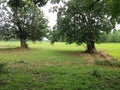 Two trees standing as they are talking together Royalty Free Stock Photo