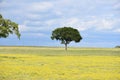 Two Trees standing in a Field covered in Yellow Flowers with a cloudy sky Royalty Free Stock Photo