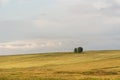 Two trees on top of a hill covered with dry grass in summer