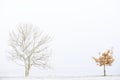 Two trees in white winter fog scene for peace tranquility and mindfulness Royalty Free Stock Photo