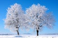 Two trees in winter Royalty Free Stock Photo