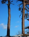Two trees in winter, blue sky in the background, sunshine and snow on the ground Royalty Free Stock Photo