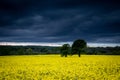 two trees in a yellow field of oil seed rape flowers with storm clouds over head