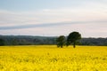 two trees in a yellow field of oil seed rape flowers Royalty Free Stock Photo