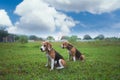 Two tri-color beagle dogs are sitting on the grass field after playing,selective focus Royalty Free Stock Photo