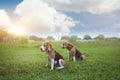 Two tri-color beagle dogs are sitting on the grass field after playing,selective focus Royalty Free Stock Photo