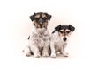 Two tricolor dogs are sitting in front of white background. Small pack of Jack Russell Terrier doggies