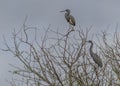 Two Tricolored Herons Perched in a Budding Pine Tree