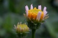two Tridax daisy buds in the process of opening Royalty Free Stock Photo