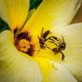 Two trigona bees are fighting on top of a yellow flower, fighting over the nectar in the flower.