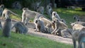 Troops of vervet monkeys fighting