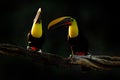 Two tropic birds. Chesnut-mandibled Toucans sitting on the branch in tropical rain, white background. Wildlife scene from nature.
