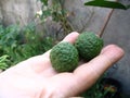 Two tropical Bergamot Limes Royalty Free Stock Photo