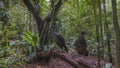 Two tropical birds dusky-legged guan (Penelope obscura) are sitting on a fallen tree trunk.