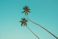 Two tropical coconut palm trees over clear blue sky vintage color stylized Royalty Free Stock Photo